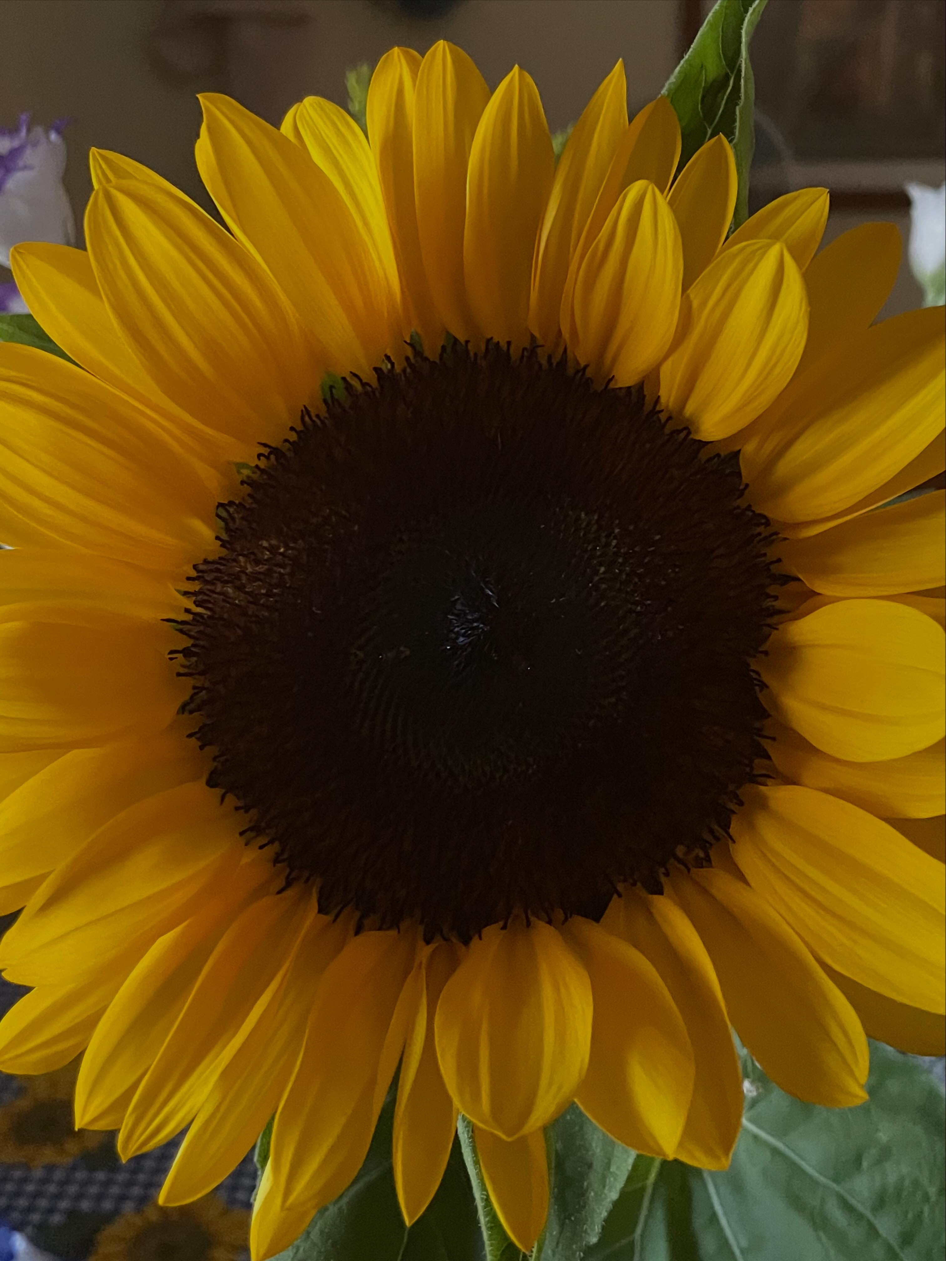 Summer 2026, sunflower